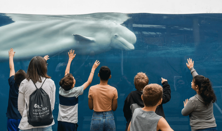   Image: A beluga whale at Mystic Aquarium; Source: https://www.mysticaquarium.org/  