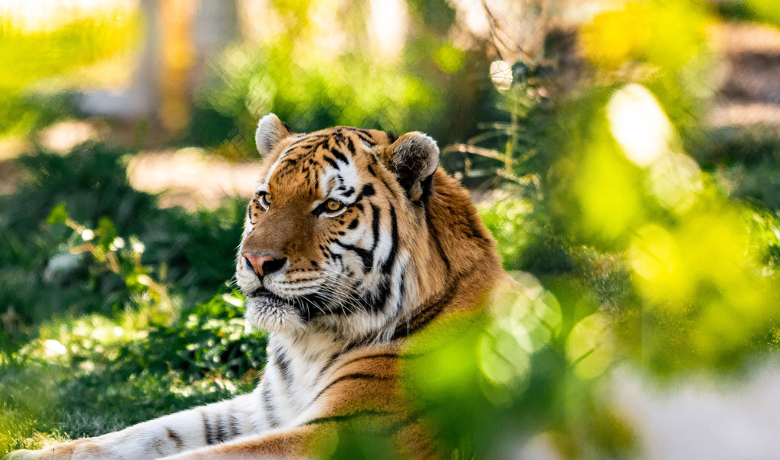   Image courtesy of Denver Zoo  