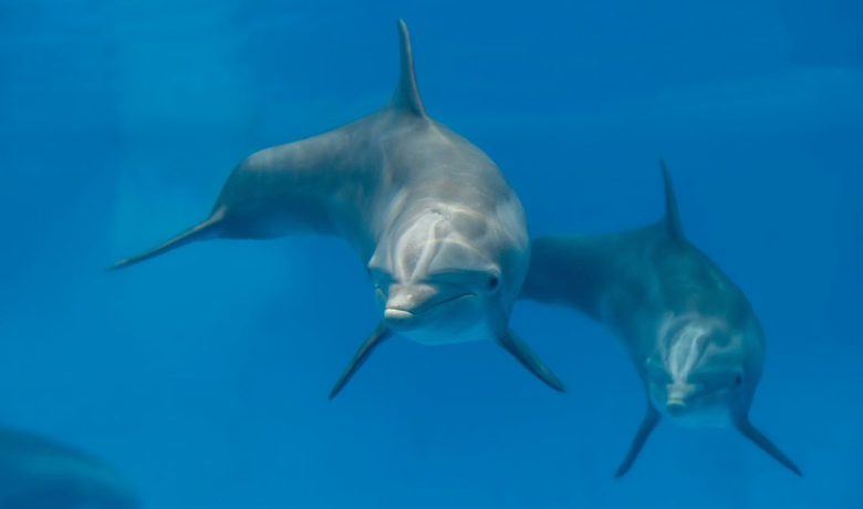   Source: National Aquarium  